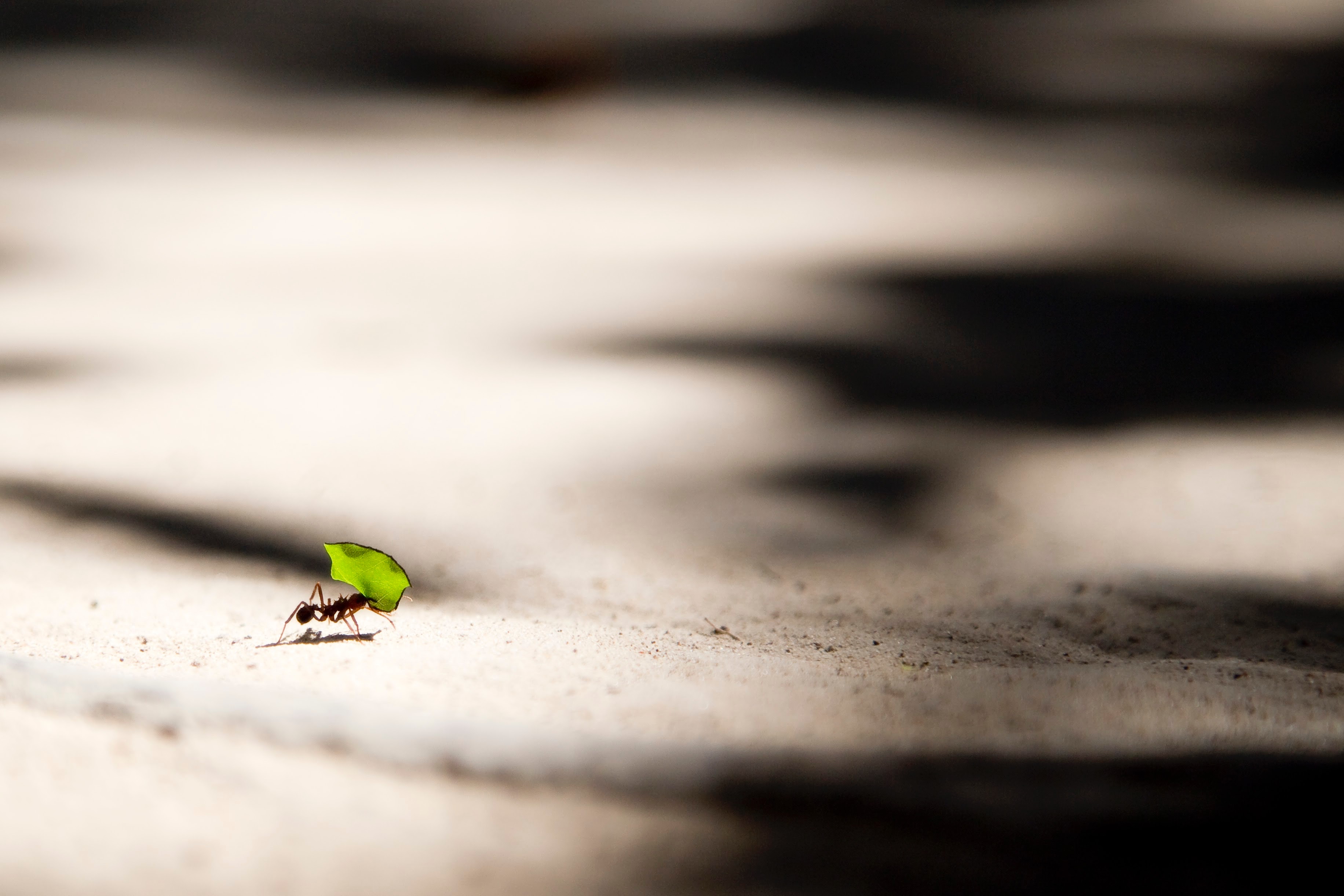 A small ant is carrying a large leaf over a large distance symbolising resilience