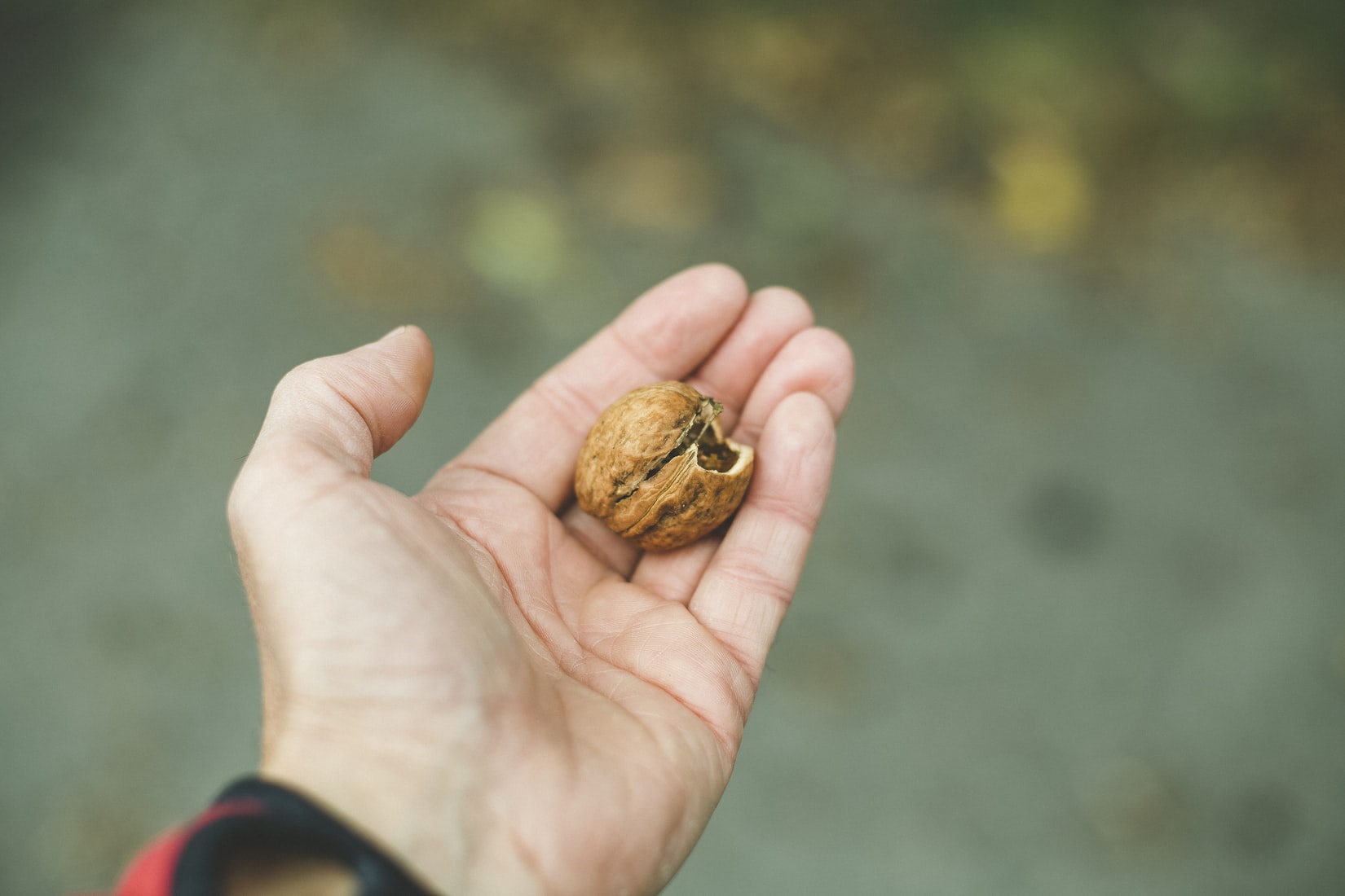 An outstretched hand holding a walnut which represents the growth element of self-leadership